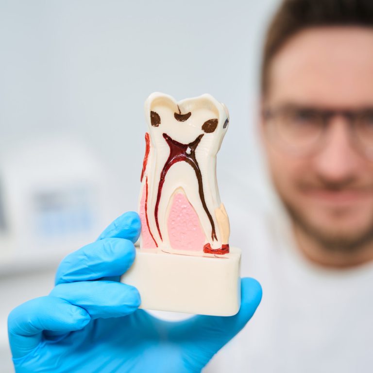 Man dentist in uniform holding and showing 3d model of tooth, explaining inner building of tooth and ways of treatment of crown, neck and root parts